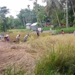 Allegations of harvesting paddy on opposing land in violation of court order in Banaripara | বানারীপাড়ায় আদালতের নিষেধাজ্ঞা অমান্য করে বিরোধীয় জমির ধান কাটার অভিযোগ | সমবানী